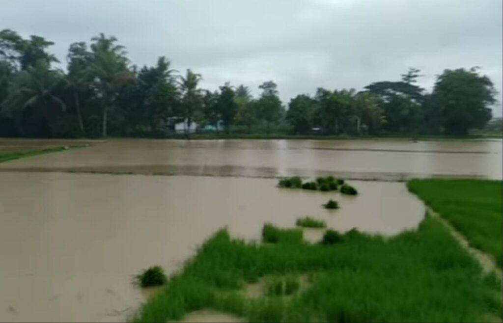 Puluhan Hektar Tanaman Padi Rusak Akibat Banjir, Ini Upaya Dispertan Sampang!