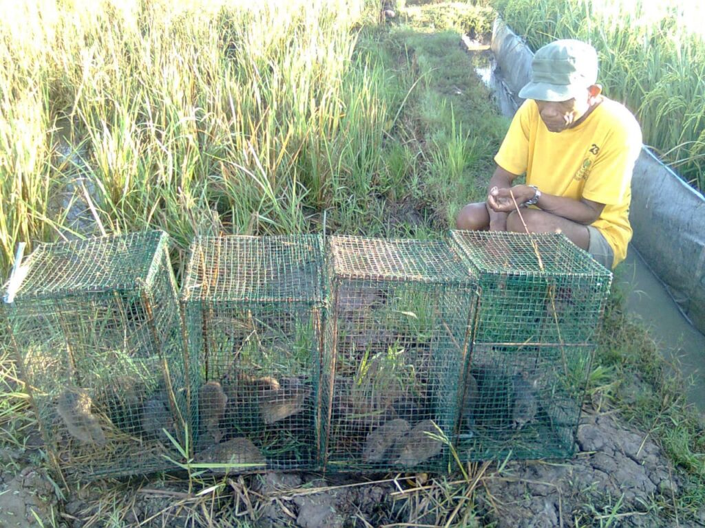 Gerombolan Tikus Persoalan Utama Petani, Berikut Tanggapan Dispertan Sampang