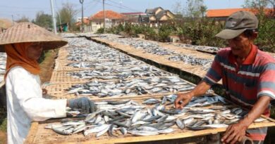 Geliat Produksi Ikan Asin Lesu di Musim Penghujan - Sampang