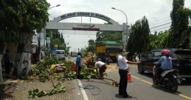 Antisipasi Cuaca Ekstrem, Forum LLAJ Sampang Tebang Pohon Rawan Tumbang
