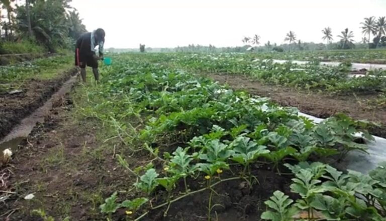 Tahun 2021, Disperta Sampang Prioritaskan Pengembangan Agro Wisata