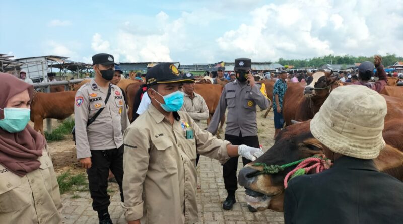 Cegah Wabah PMK, Polres Sampang Turun Lapangan Bantu Dinas Peternakan
