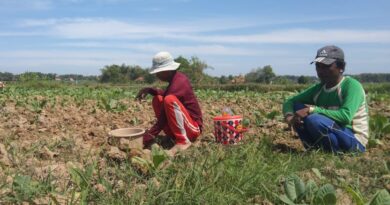 Cuaca Kurang Bersahabat Pada Tembakau, Disperta KP Sarankan Petani Tanam Kacang Vima