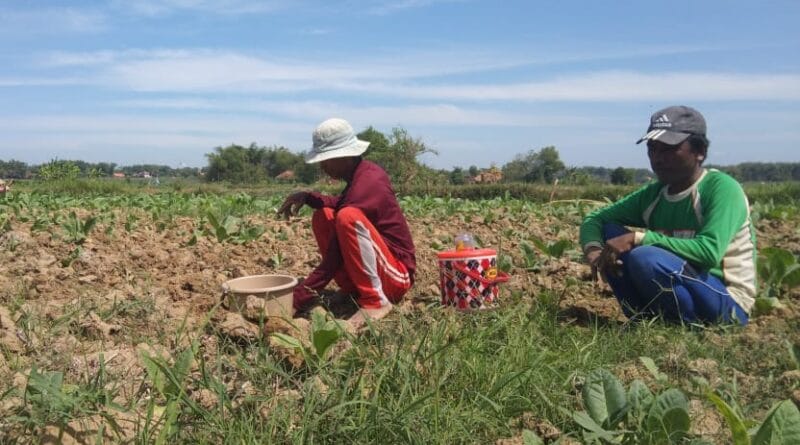 Cuaca Kurang Bersahabat Pada Tembakau, Disperta KP Sarankan Petani Tanam Kacang Vima