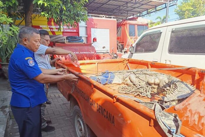Buaya Tiga Meter Tertangkap Jaring Nelayan di Bangkalan