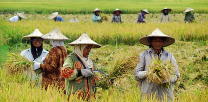 Antisipasi Musim Kemarau, Jokowi Siapkan 70.000 Bantuan Pompa Air