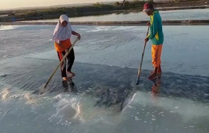Cuaca Tak Menentu, Petani Garam di Sampang Panen Lebih Awal