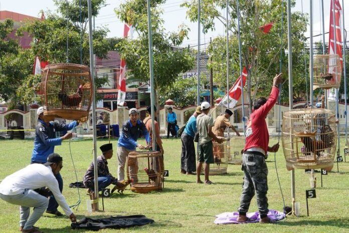 Pemkab Sumenep Gelar Lomba Suara Ayam Bekisar