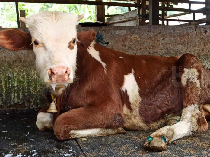 11 Ribu Sapi di Jatim Terinfeksi PMK