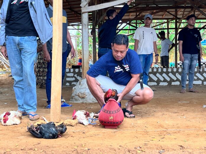 Sabung ayam