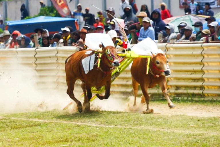 Karapan Sapi Bangkalan, Bupati Lukman: Kalau Bukan Kita yang Menjaga,Siapa Lagi? 