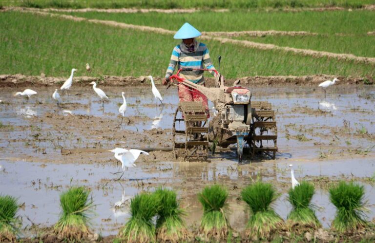 Disperta KP Sampang Dorong Petani Optimalkan Tanam Padi dan Jagung