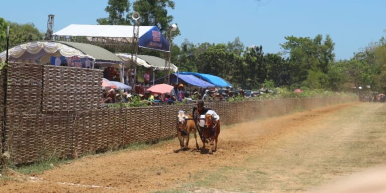 Karapan Sapi Bupati Cup 2025 di Pamekasan Resmi Dibuka, 24 Pasang Sapi Berebut yang Tercepat