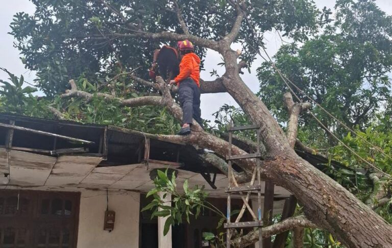 Hujan Disertai Angin Kencang Terjang Sampang, Pohon Tumbang Timpa Sekolah